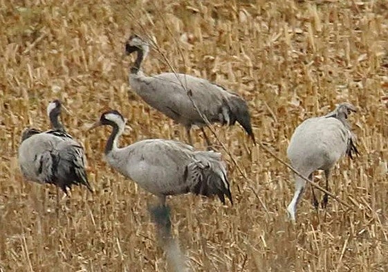 Grullas en Salamanca.