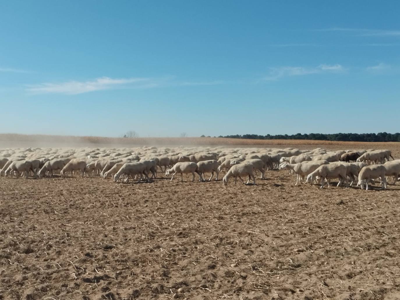 Ovejas, en una parcela de patatas en Villoria.