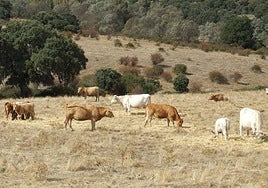 Ganado vacuno pasta en una finca de Salamanca.