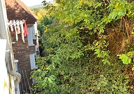 Estado de la maleza junto al edificio número 11 en la calle Arco del Monte en Béjar