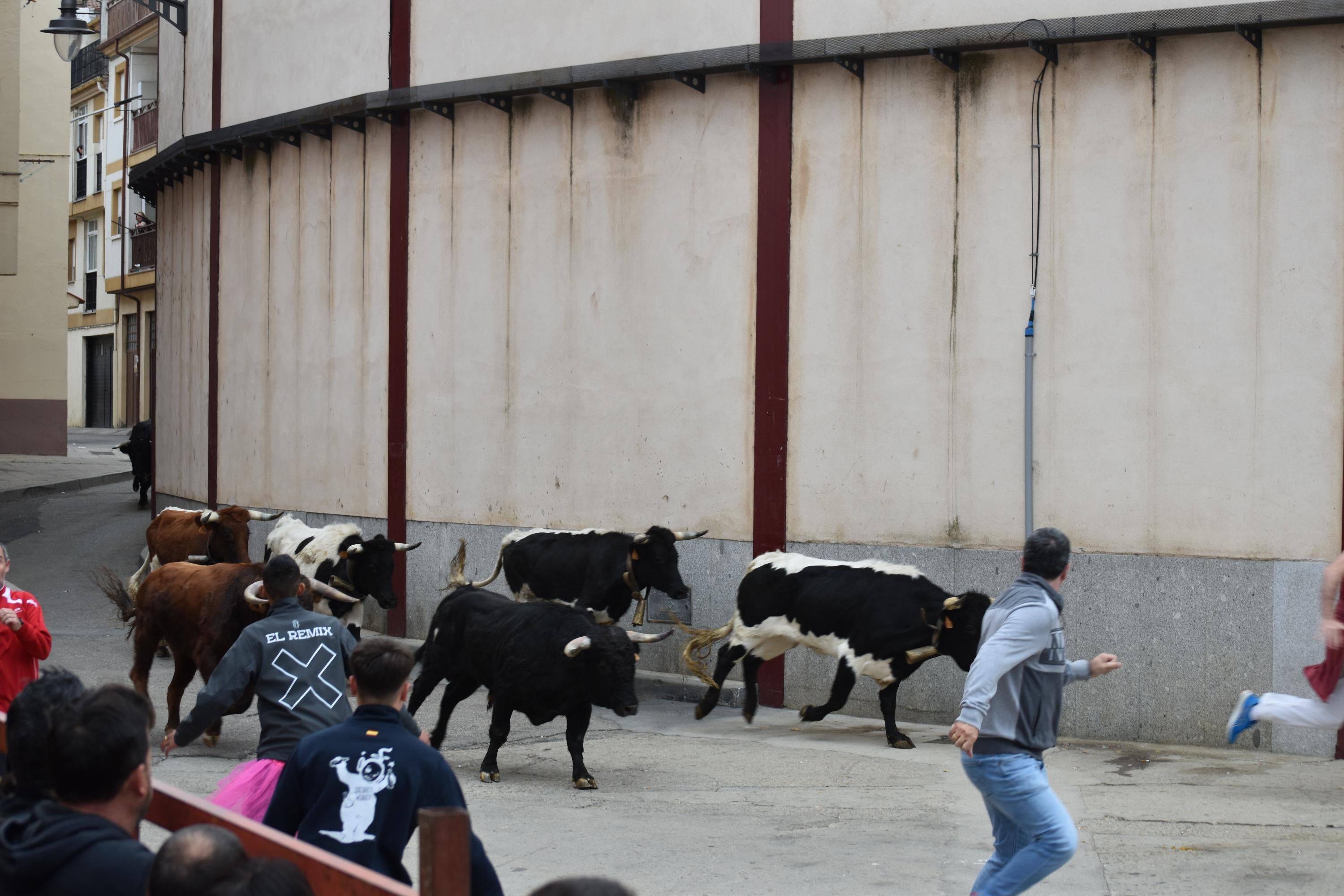 Pasión taurina que une generaciones con encierro de minibueyes y novillos en Alba de Tormes