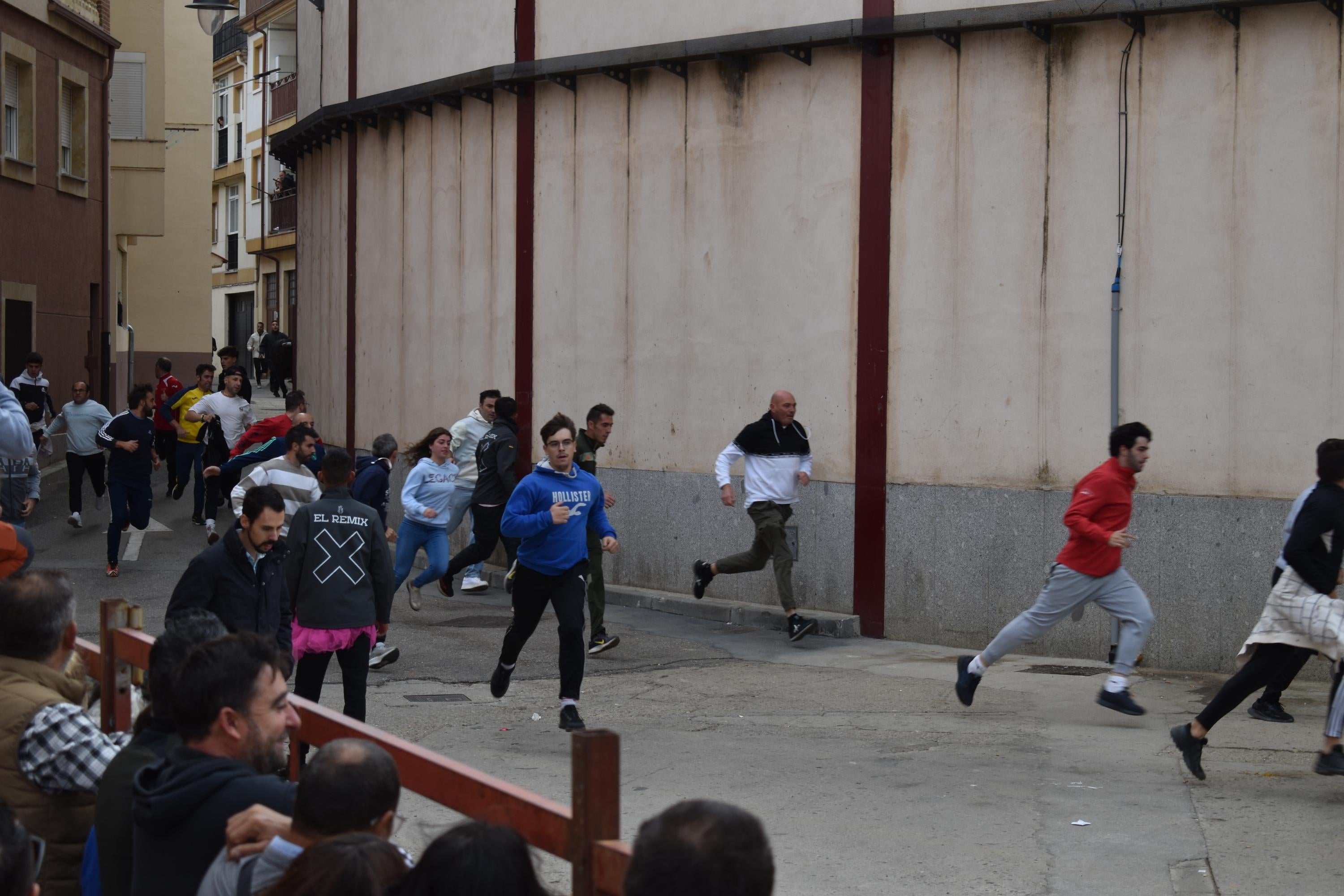 Pasión taurina que une generaciones con encierro de minibueyes y novillos en Alba de Tormes