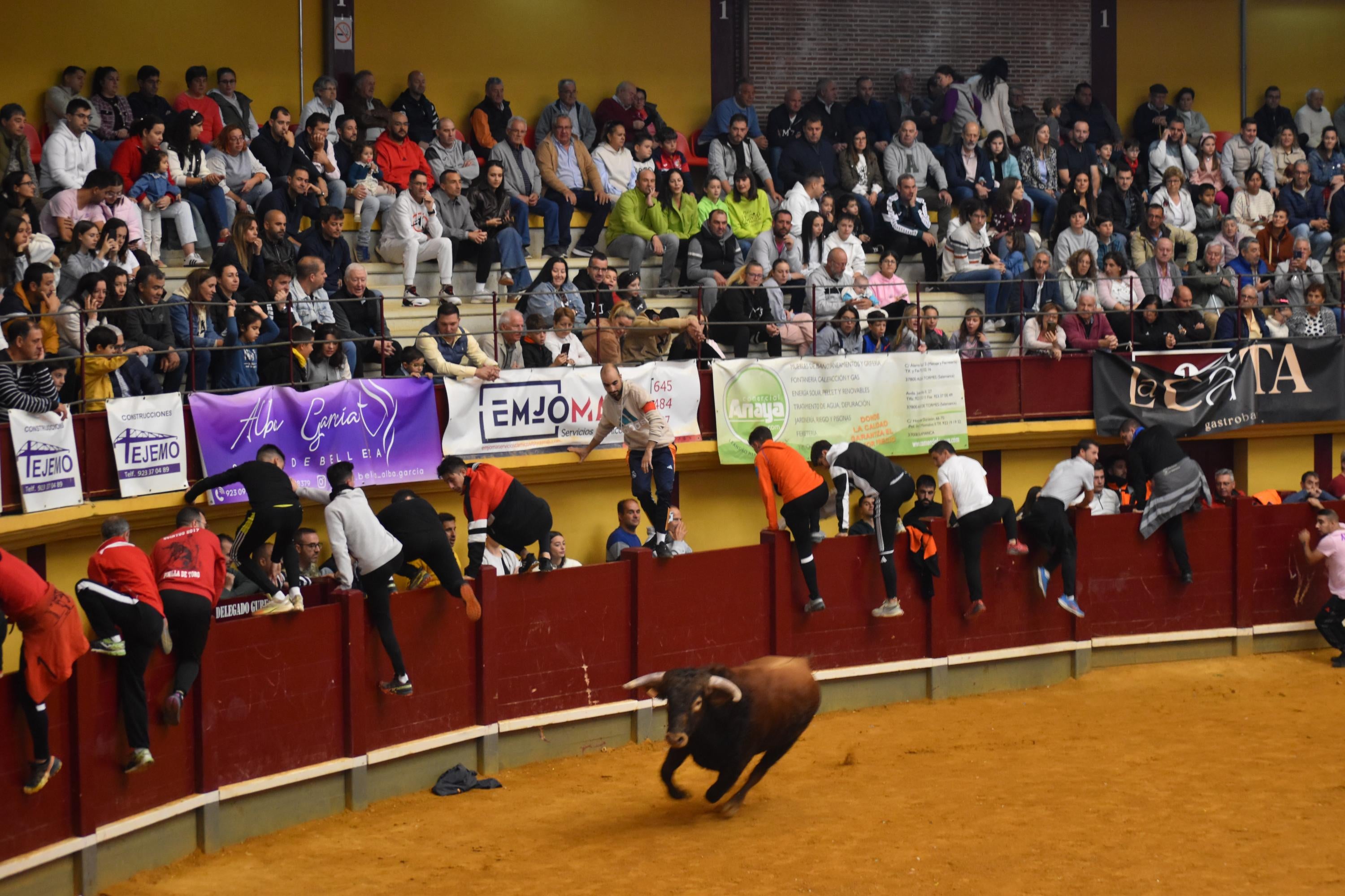 Pasión taurina que une generaciones con encierro de minibueyes y novillos en Alba de Tormes