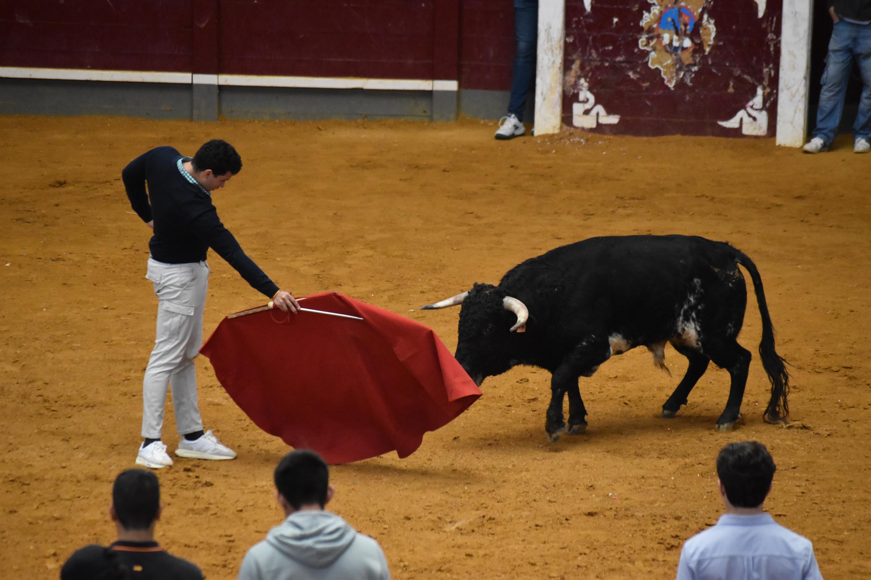 Pasión taurina que une generaciones con encierro de minibueyes y novillos en Alba de Tormes