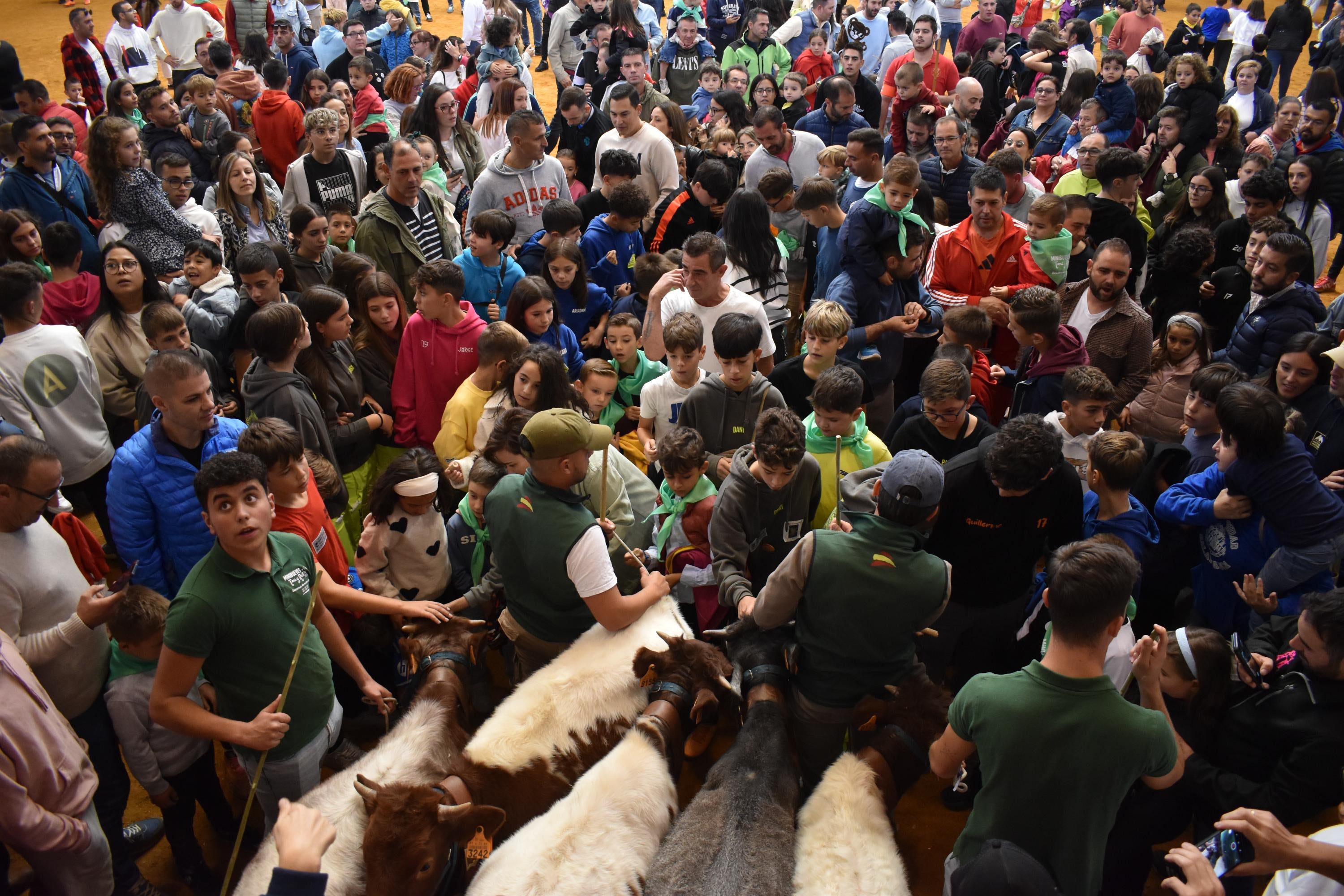 Pasión taurina que une generaciones con encierro de minibueyes y novillos en Alba de Tormes