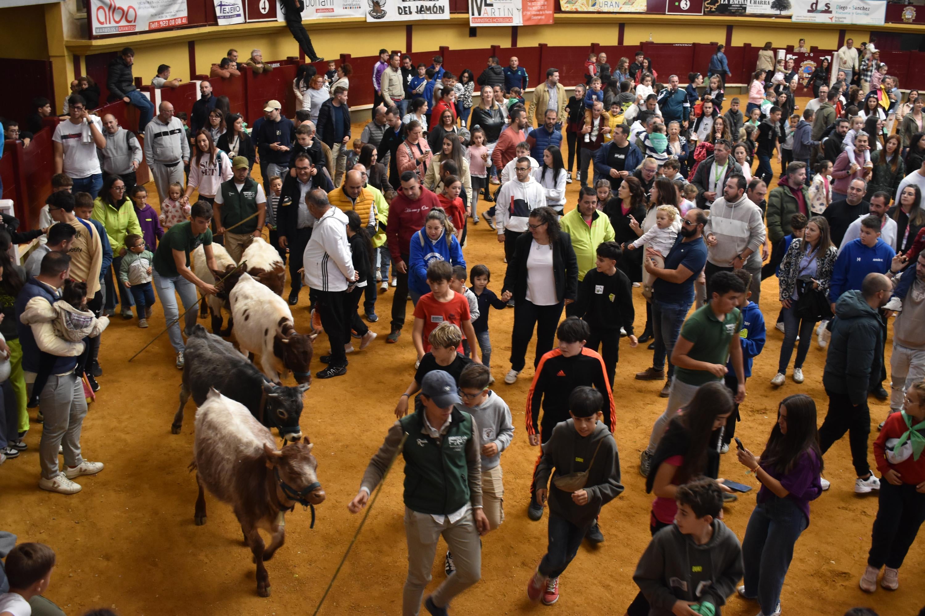 Pasión taurina que une generaciones con encierro de minibueyes y novillos en Alba de Tormes