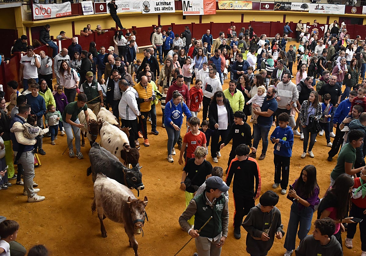 Pasión taurina que une generaciones con encierro de minibueyes y novillos en Alba de Tormes