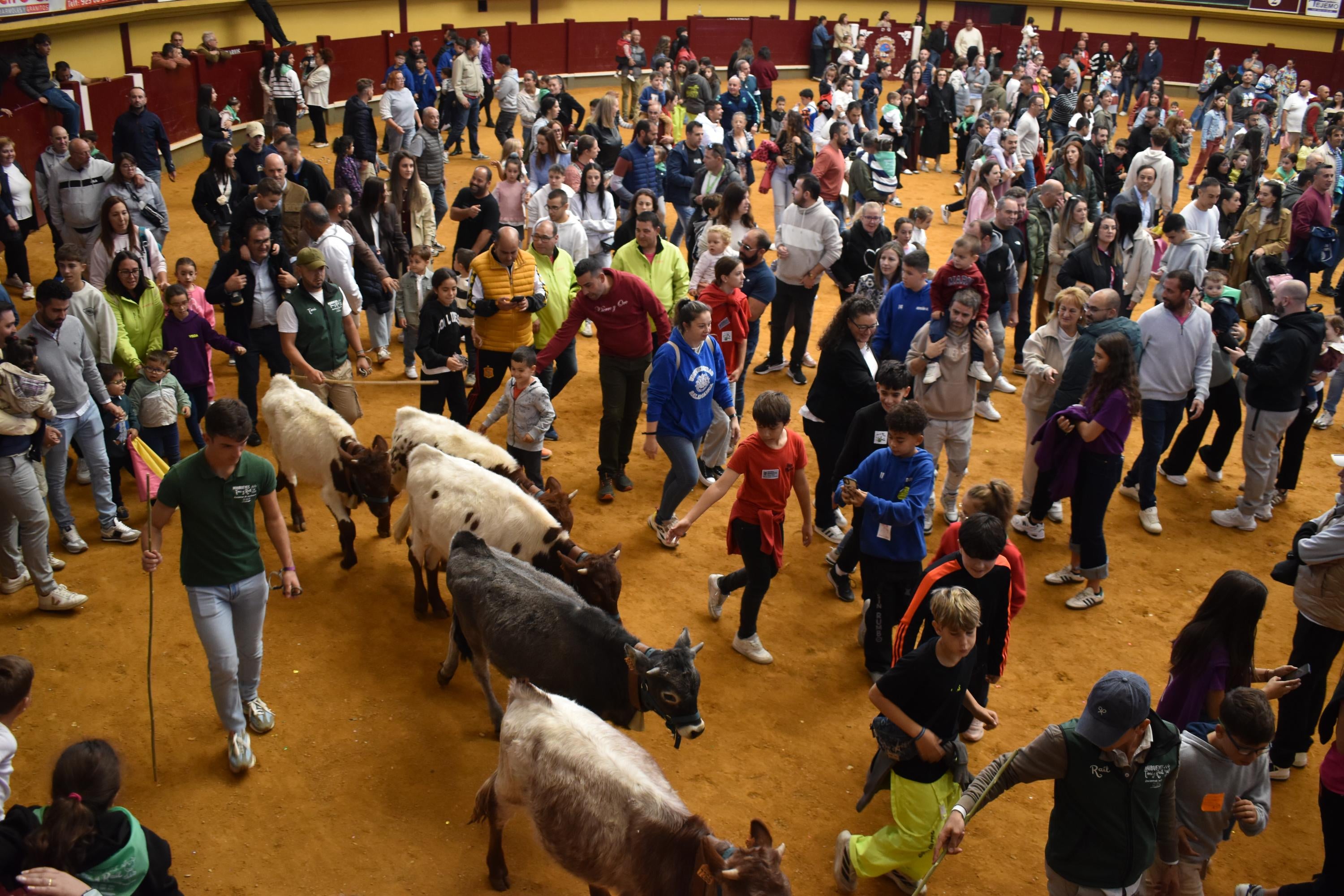 Pasión taurina que une generaciones con encierro de minibueyes y novillos en Alba de Tormes