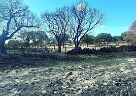 Estado actual de una finca en las proximidades de Pedernales, con las vacas al fondo.