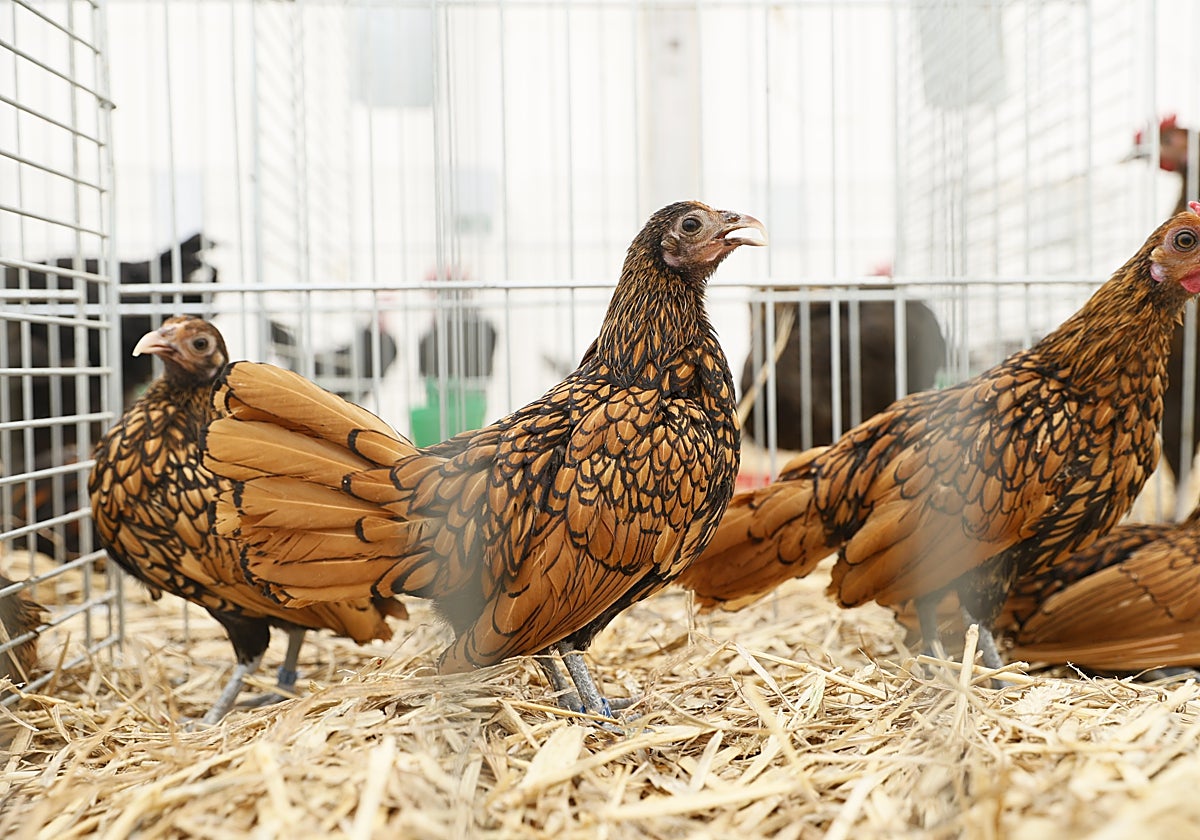 Exposición de aves en Salamaq 2025. ARCHIVO