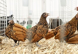 Exposición de aves en Salamaq 2025. ARCHIVO