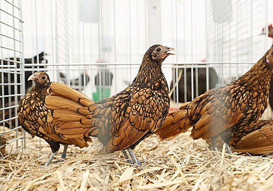 Exposición de aves en Salamaq 2025. ARCHIVO