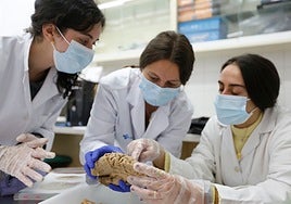 Prácticas de alumnos de Medicina.