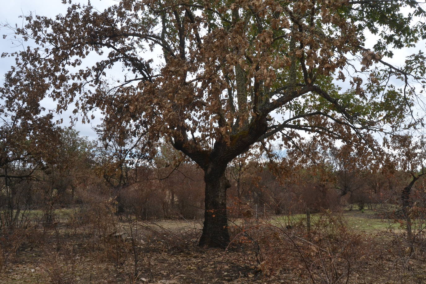 Los ganaderos de Cipérez piden “aprender de los errores”