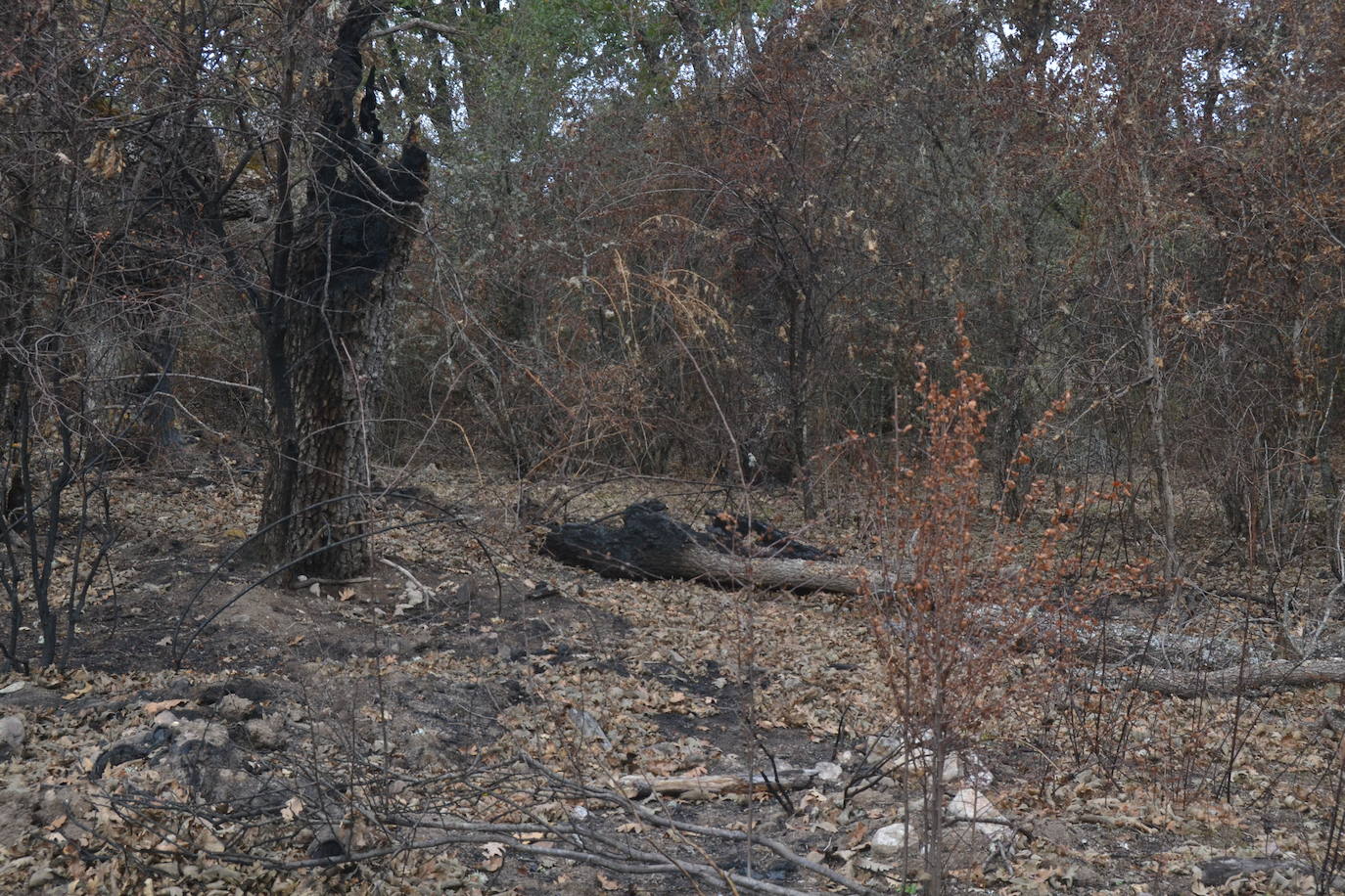 Los ganaderos de Cipérez piden “aprender de los errores”