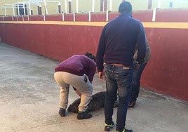 Uno de los perros del ataque mortal, en la finca 'Los Galguillos' de Santa Marta.
