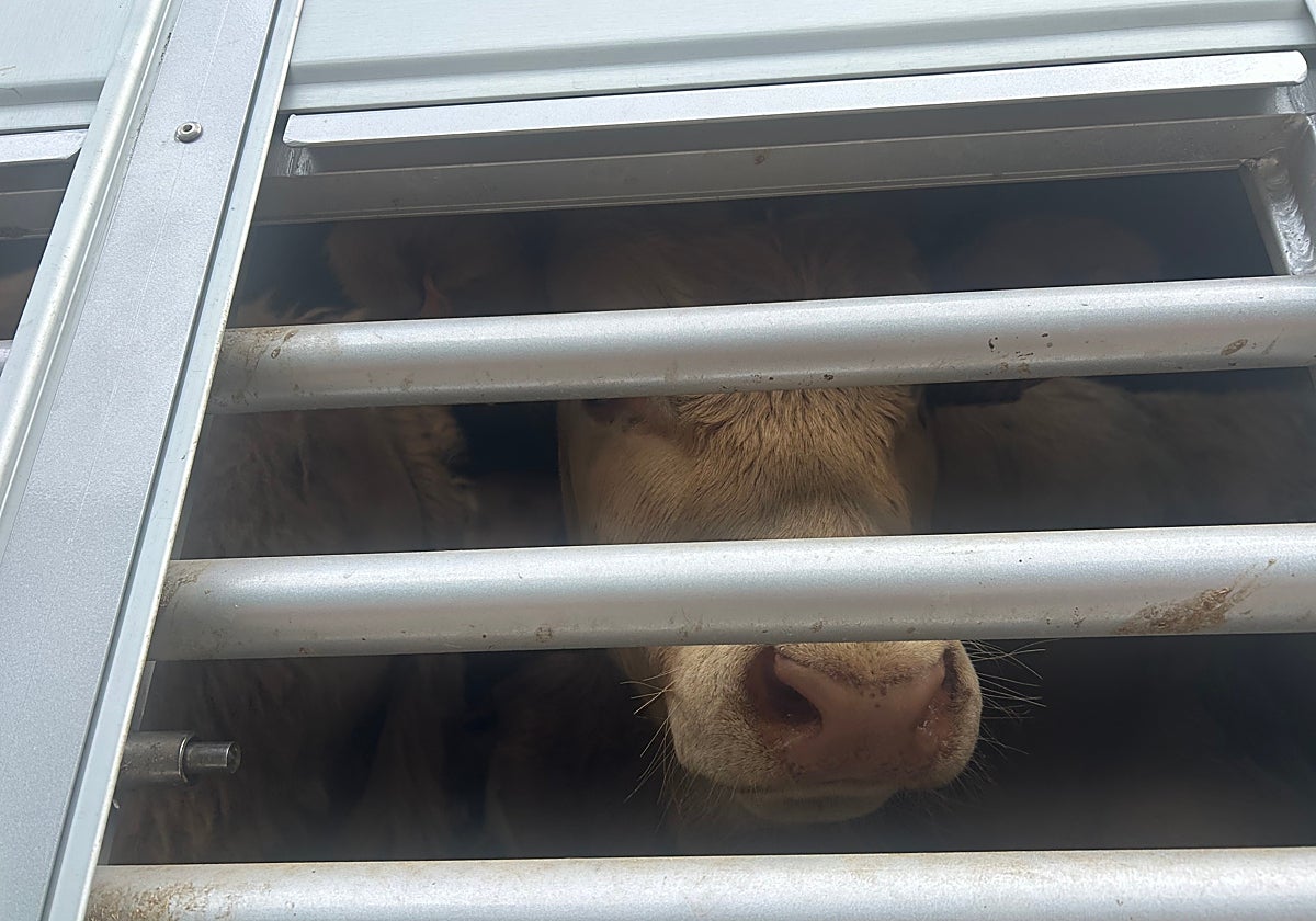 Ternero, en un camión.