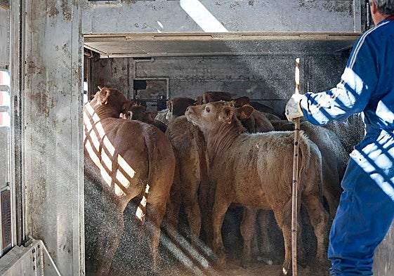 Terneros subidos al camión para el transporte.