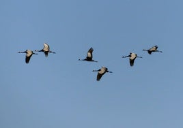 Grullas a su paso por Salamanca.