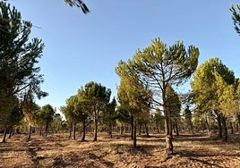 El pinar de La Vellés, tras las labores de entresacado.