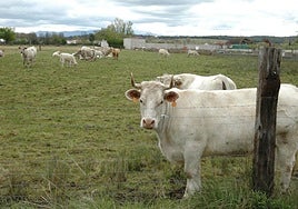 Ganado vacuno, en una parcela de Salamanca.