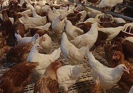 Gallinas encerradas en la granja de Santibáñez de Béjar.