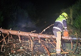 Un bombero de la Diputación de Salamanca, cortando el ejemplar.