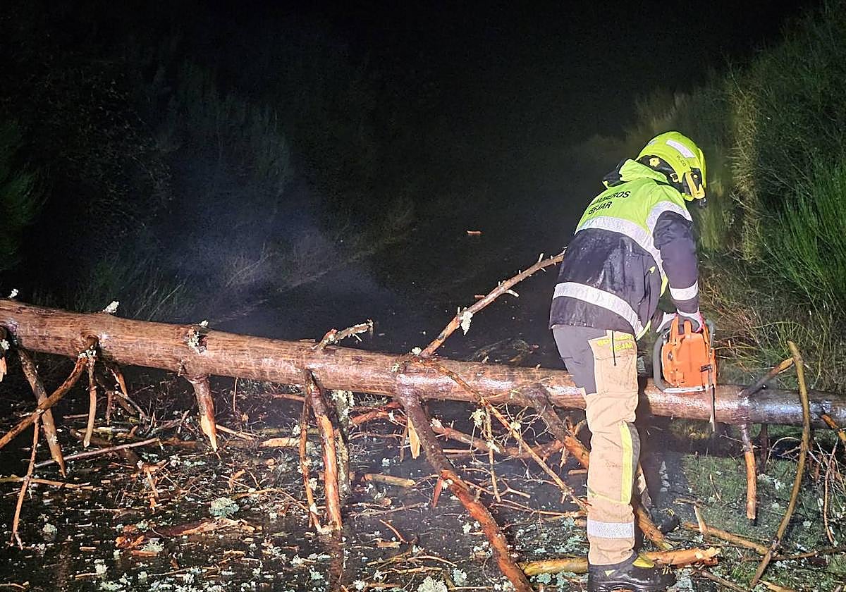 Un bombero de la Diputación de Salamanca, cortando el ejemplar.