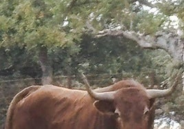 Lindero, V Toro de San Nicolás de Vitigudino
