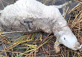 Uno de los siete carneros muertos.