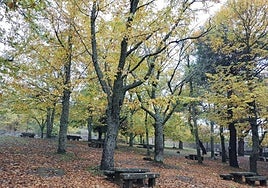 Castaños, en los merenderos junto a la plaza de toros de El Castañar de Béjar.