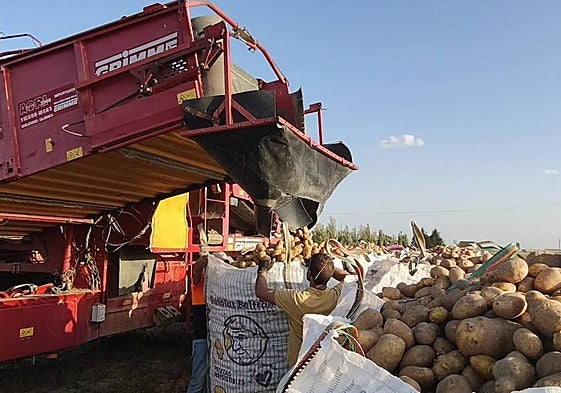 Cosecha de patatas.