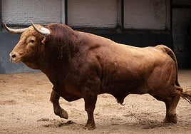 Brigadier, de Pedraza de Yeltes, en los corrales de la plaza de las Ventas.