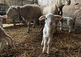 Lechazos de calidad, a punto para su venta.