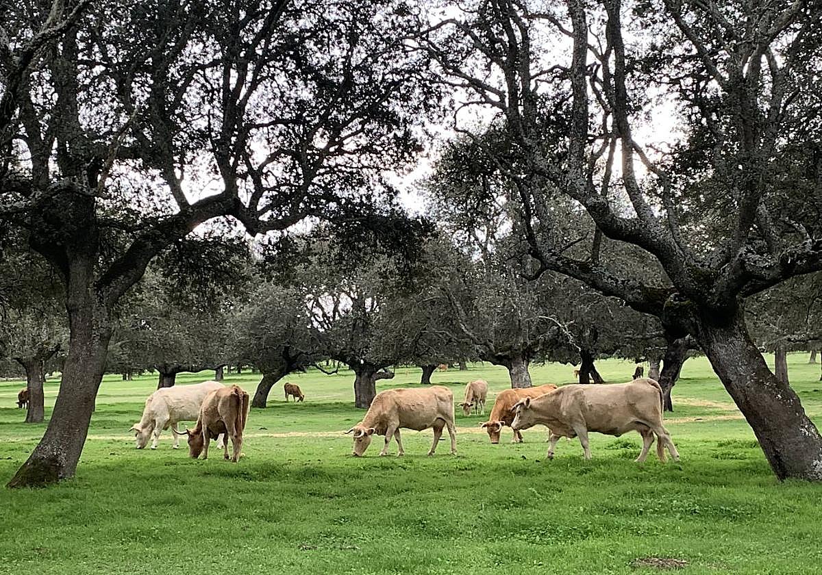 En vacuno de carne, COPASA potencia la producción y comercialización de vacuno de calidad certificada con la Marca 'Ternera Charra'.