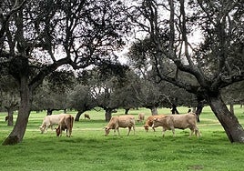 En vacuno de carne, COPASA potencia la producción y comercialización de vacuno de calidad certificada con la Marca 'Ternera Charra'.