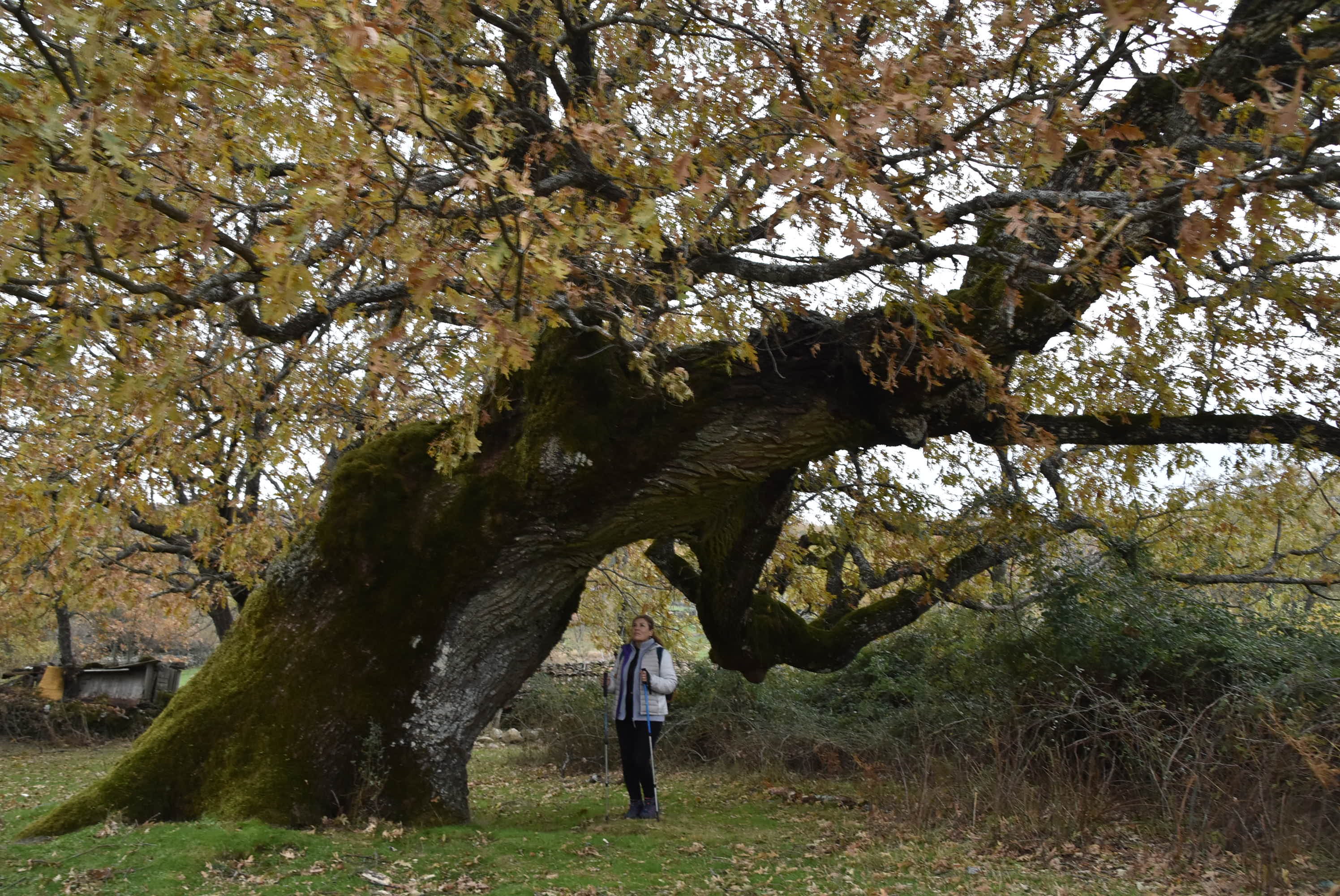 El Festival de la Candela despide su segunda edición con más de 2.500 participantes