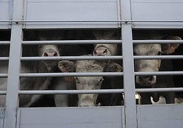 Castilla y León amplía hasta el 2 de enero las restricciones ante las dermatosis nodular y permite ferias animales sin ganado bovino