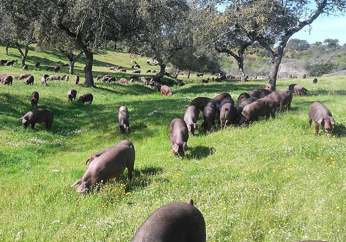 Ejemplares de raza porcina ibérica en la dehesa.