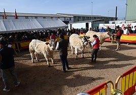 Imagen de la feria durante la edición del pasado año.