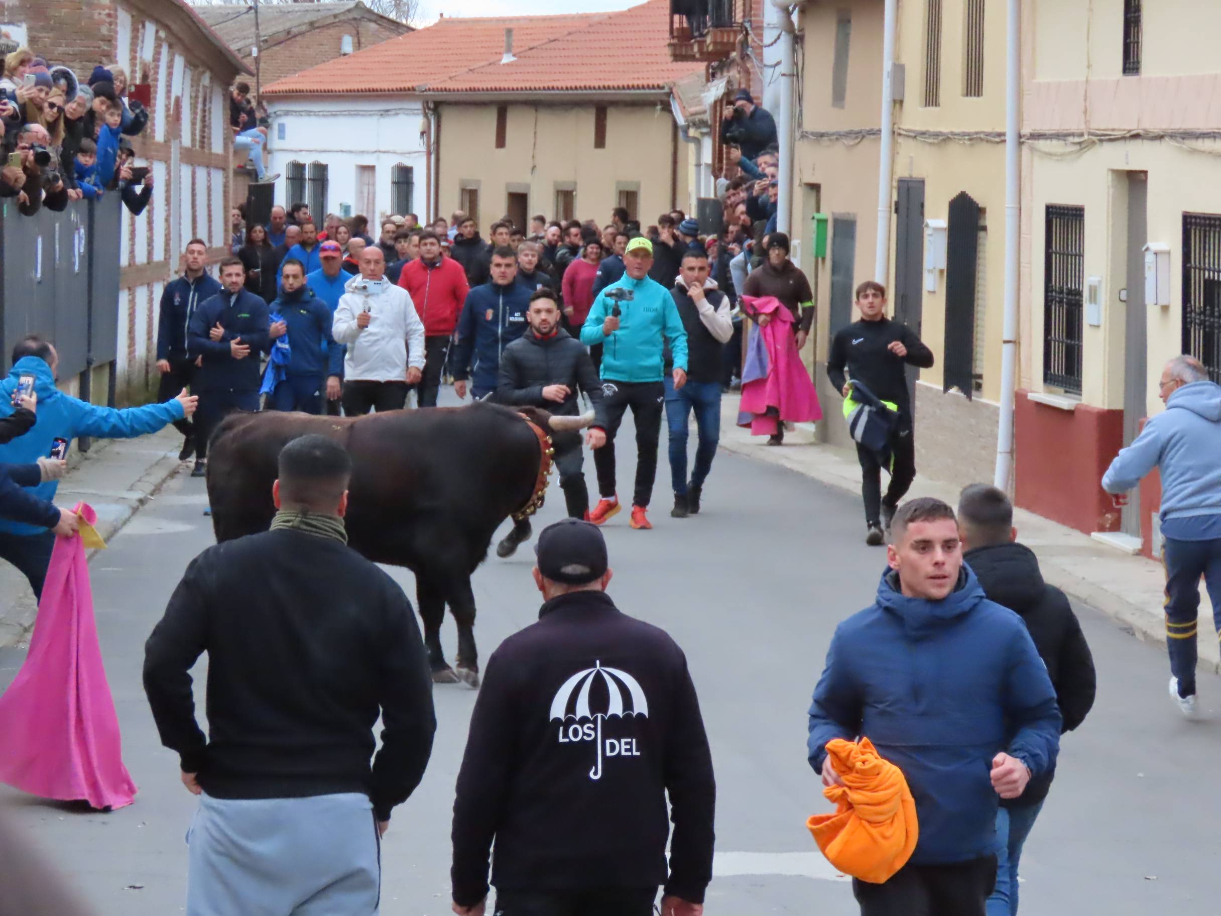 El Toro de San Andrés llena las calles de Palaciosrubios