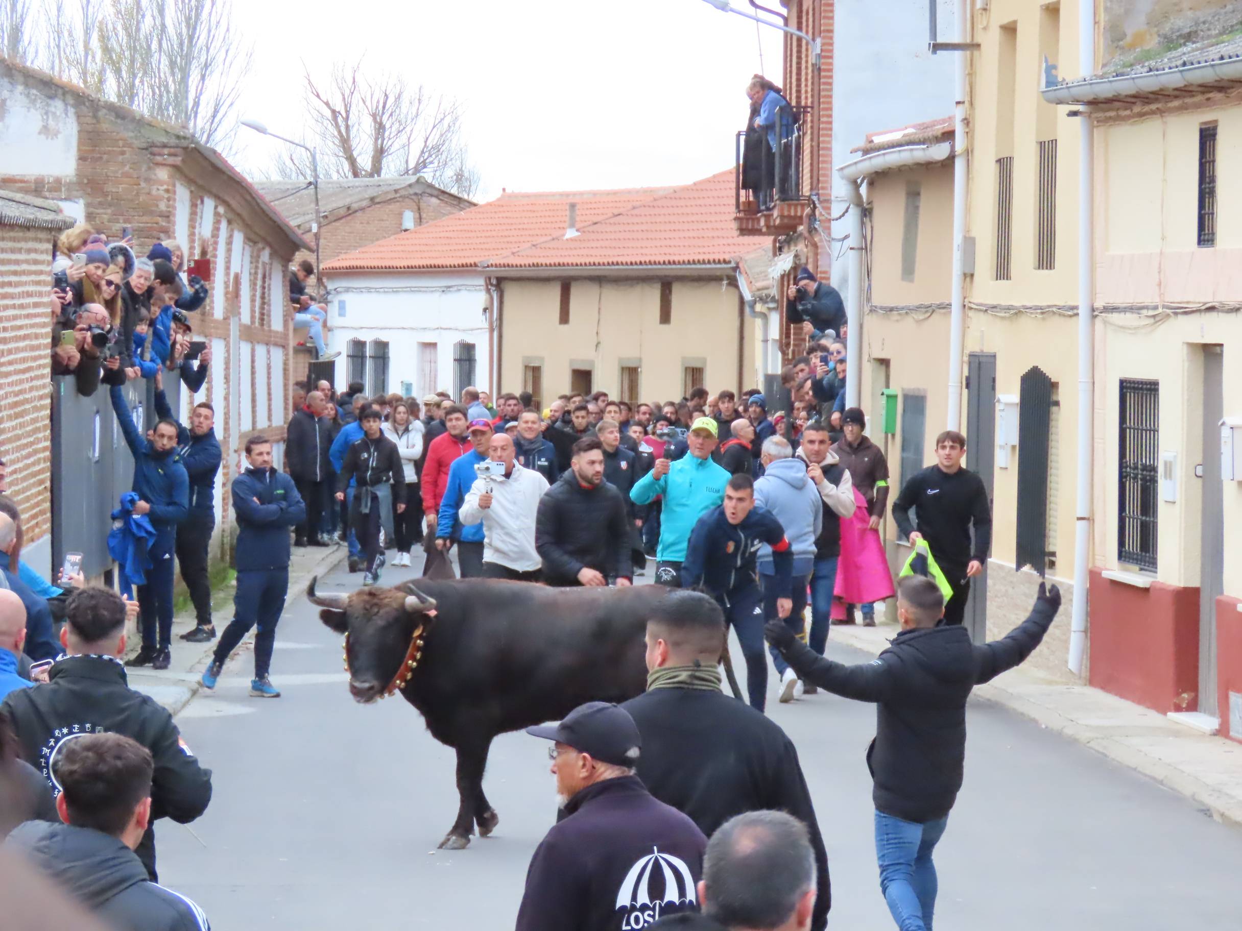 El Toro de San Andrés llena las calles de Palaciosrubios