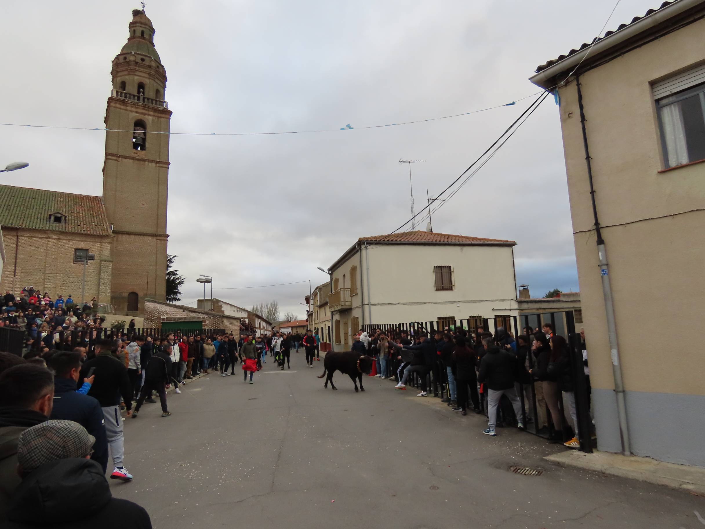 El Toro de San Andrés llena las calles de Palaciosrubios