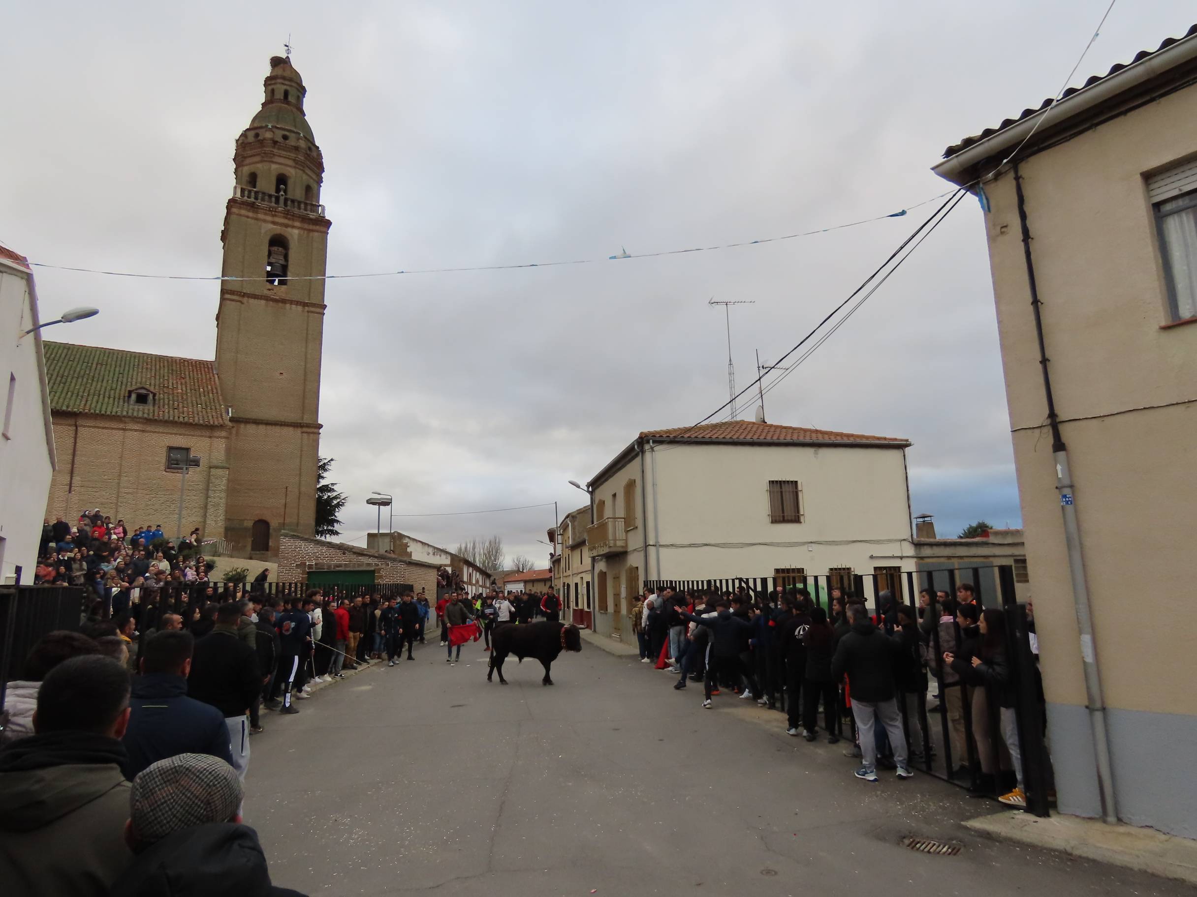 El Toro de San Andrés llena las calles de Palaciosrubios