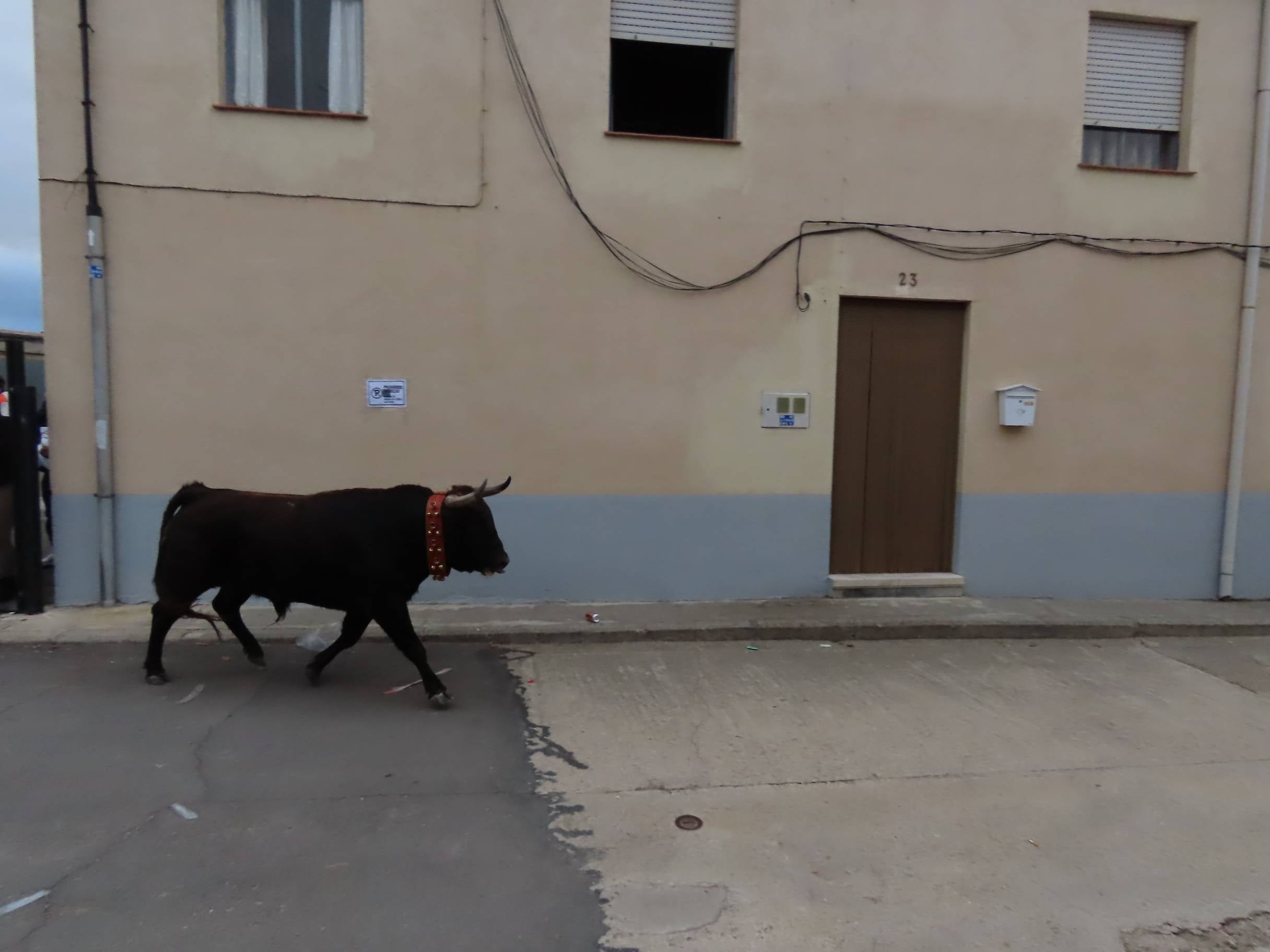 El Toro de San Andrés llena las calles de Palaciosrubios