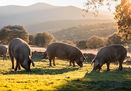 Cerdos de una ganadería adscrita a la DOPGuijuelo se alimentan en época de montanera.