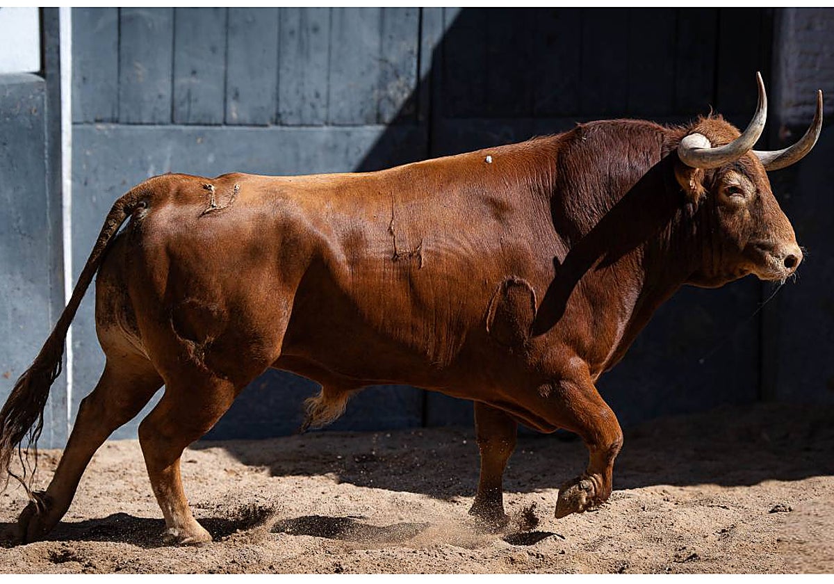 Un toro de Garcigrande, en los corrales de la plaza de toros de Las Ventas.