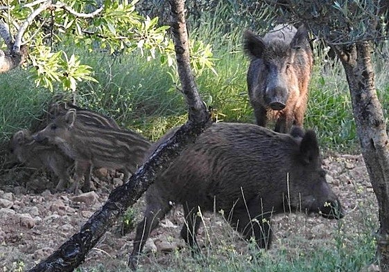 ¿Por qué es tan difícil controlar el brote de peste porcina africana?