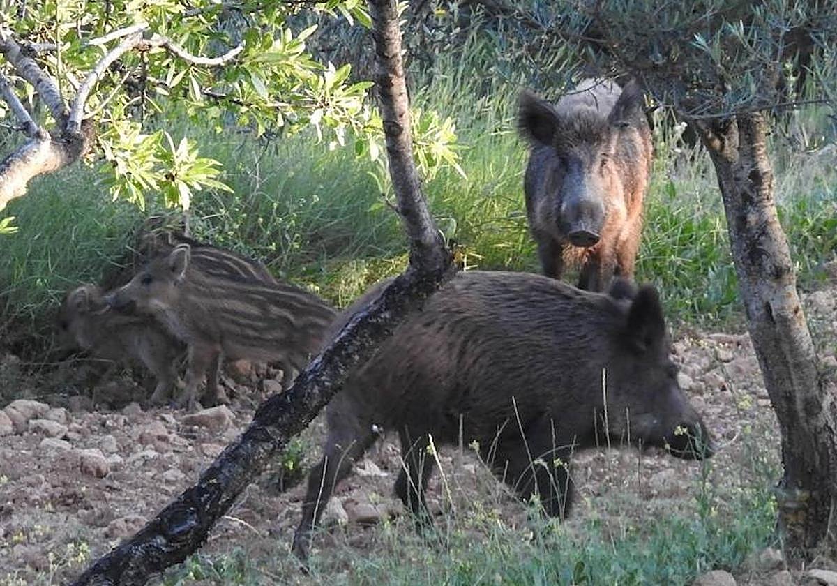 ¿Por qué es tan difícil controlar el brote de peste porcina africana?