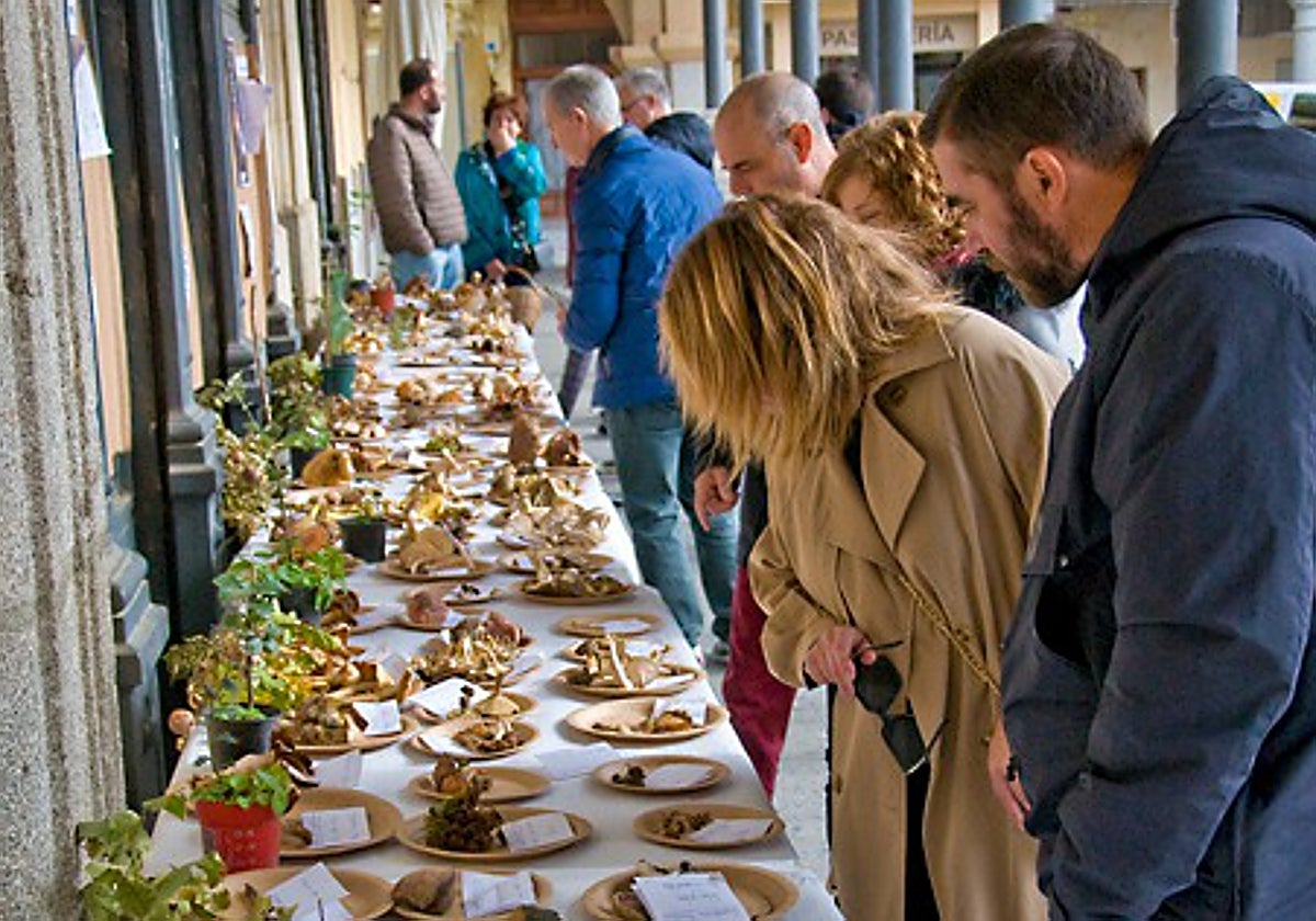 Exposición de setas durante las Jornadas Micológicas del 2023.